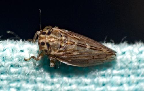 Anaceratagallia sp.